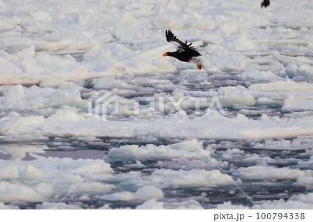 流氷の上を舞う大鷲 100794338