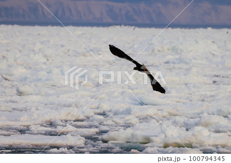 流氷の上を舞う大鷲 流氷の上を舞う大鷲 100794345