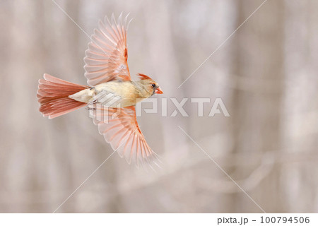 Northern Cardinal female flying, Quebec, Canada 100794506