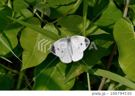 モンシロチョウの雄（北海道・層雲峡） 100794530