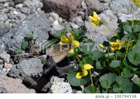 タカネスミレの吸蜜をするダイセツタカネヒカゲ（北海道・大雪山） 100794538