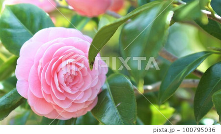 春の花 椿 春の花 椿 100795036