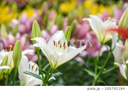 初夏のユリの花の写真素材 [100795184] - PIXTA