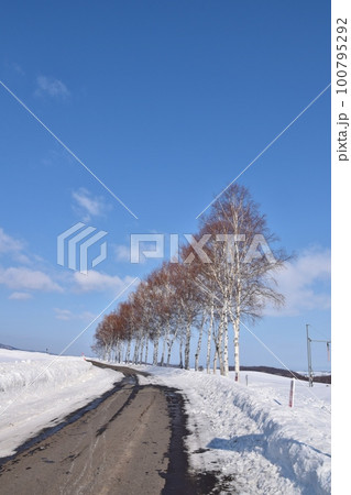 雪の中の白樺並木　北海道 100795292