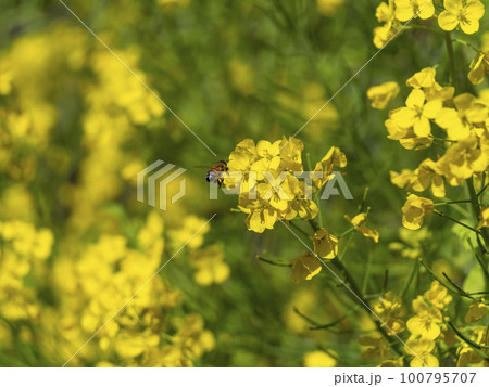 菜の花とミツバチ 菜の花とミツバチ 100795707