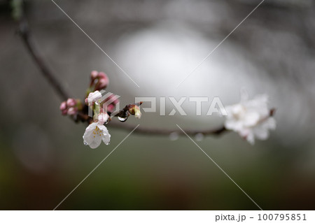 雨の日桜が濡れるアップの春の花 雨の日桜が濡れるアップの春の花 100795851