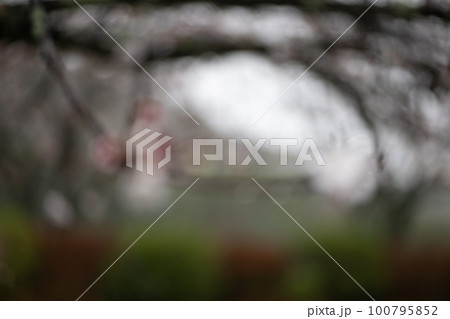 雨の日桜が濡れるアップの春の花 100795852