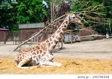 A giraffe is standing in a field with trees and a tree that has fallen on it. High quality photo A giraffe is standing in a field with trees and a tree that has fallen on it. High quality photo 100796368