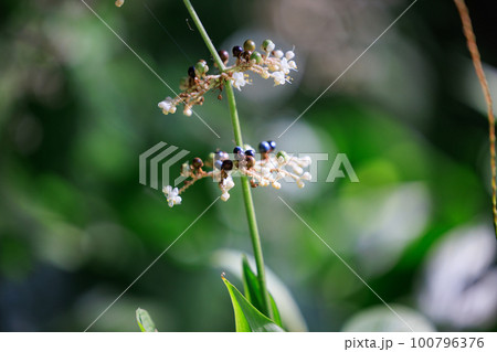 葉の形が茗荷に似ているために名が付けられたヤブミョウガ 100796376