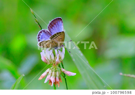 小型で綺麗だけれど繁殖適応力の高さから発見頻度の高い蝶　ヤマトシジミ 100796598