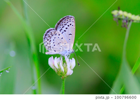 小型で綺麗だけれど繁殖適応力の高さから発見頻度の高い蝶　ヤマトシジミ 100796600