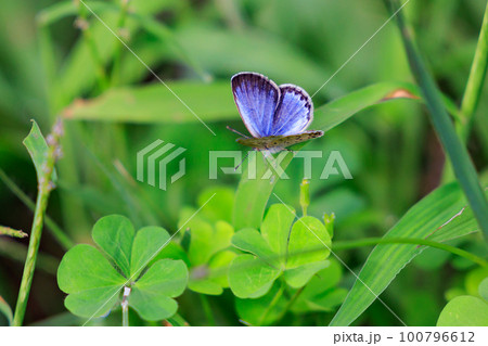 小型で綺麗だけれど繁殖適応力の高さから発見頻度の高い蝶 ヤマトシジミ 小型で綺麗だけれど繁殖適応力の高さから発見頻度の高い蝶 ヤマトシジミ 100796612