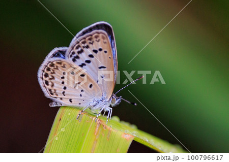小型で綺麗だけれど繁殖適応力の高さから発見頻度の高い蝶　ヤマトシジミ 100796617
