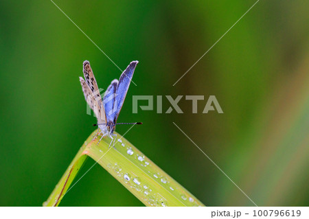 小型で綺麗だけれど繁殖適応力の高さから発見頻度の高い蝶 ヤマトシジミ 小型で綺麗だけれど繁殖適応力の高さから発見頻度の高い蝶 ヤマトシジミ 100796619
