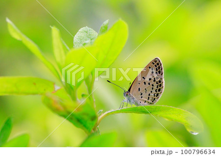 小型で綺麗だけれど繁殖適応力の高さから発見頻度の高い蝶　ヤマトシジミ 100796634