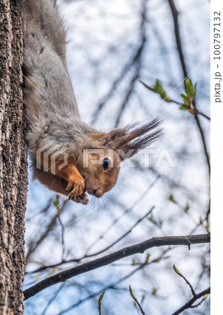 Squirrel eats a nut while sitting upside down on a tree trunk. The squirrel hangs upside down on a tree against colorful blurred background. Close-up. Squirrel eats a nut while sitting upside down on a tree trunk. The squirrel hangs upside down on a tree against colorful blurred background. Close-up. 100797132