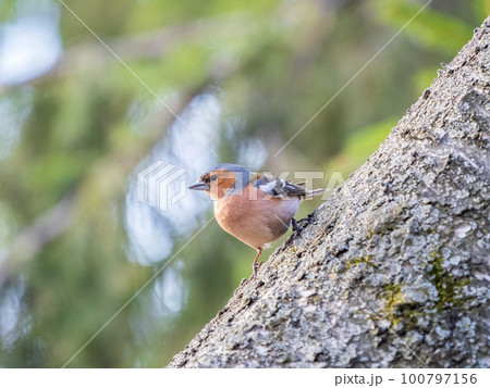Common chaffinch, Fringilla coelebs, sits on a tree. Common chaffinch in wildlife. 100797156
