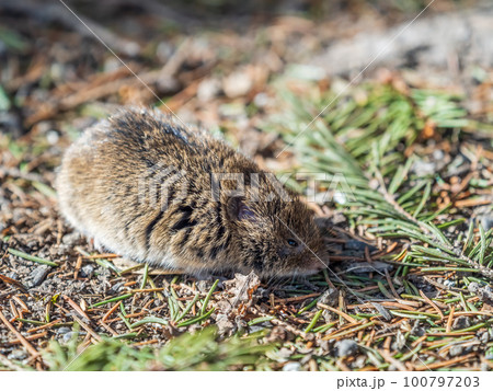 A closeup of a Common vole, Microtus arvalis, on the ground with a blurry background A closeup of a Common vole, Microtus arvalis, on the ground with a blurry background 100797203