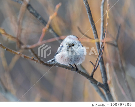 European long-tailed tit, latin name Aegithalos caudatus. A bird sitting on a branch in a deciduous forest. European long-tailed tit, latin name Aegithalos caudatus. A bird sitting on a branch in a deciduous forest. 100797209