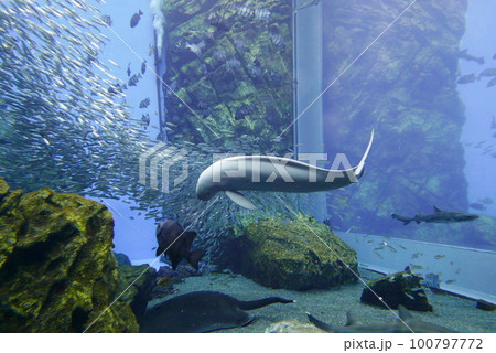 Scuba Diving with Finless porpoise dolphin at Sendai aquarium, Miyagi JAPAN 100797772