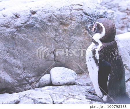ペンギンの立ち姿 100798583
