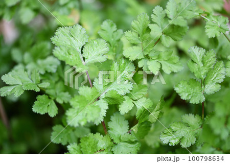 家庭菜園のパクチー（コリアンダー） 100798634