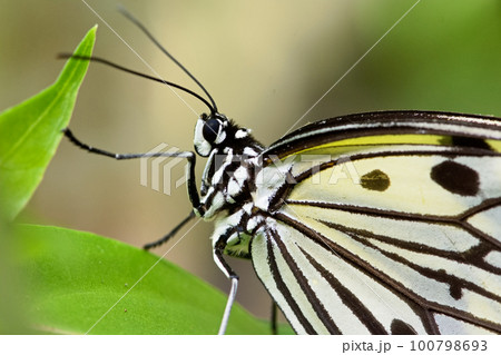 オオゴマダラ ミツ 花蜜 100798693