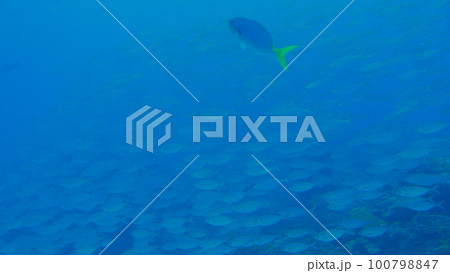 Scuba diving at German chanel with Manta ray in Palau. Diving on the reefs of the Palau archipelago. Scuba diving at German chanel with Manta ray in Palau. Diving on the reefs of the Palau archipelago. 100798847