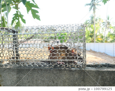 Rat in cage mousetrap, Mouse finding a way out of being confined, Trapping and removal of rodents that cause dirt and may be carriers of disease, Mice try to find freedom Rat in cage mousetrap, Mouse finding a way out of being confined, Trapping and removal of rodents that cause dirt and may be carriers of disease, Mice try to find freedom 100799125