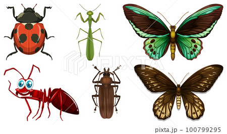 Collection of different insects vector 100799295