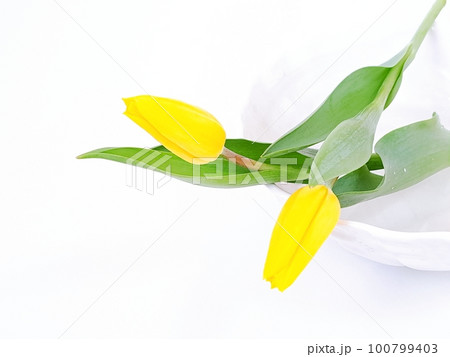 白バックで白い陶器の器に黄色く可愛いチューリップ 100799403