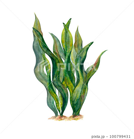 Watercolor drawing of ribbon algae wobbling underwater on white background. Naturally curved dark-green leaves painted scillfully. Set for stickers, logo, background, textile prints, borders, frame.  100799431