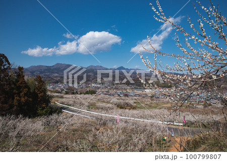 ぐんま三大梅林：榛名梅林 100799807