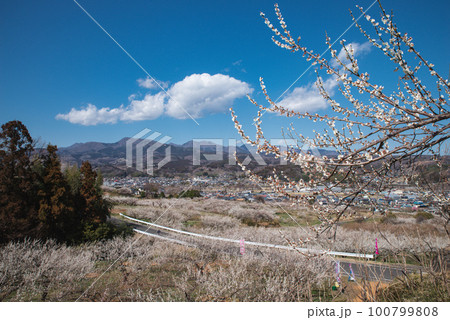 ぐんま三大梅林：榛名梅林 100799808