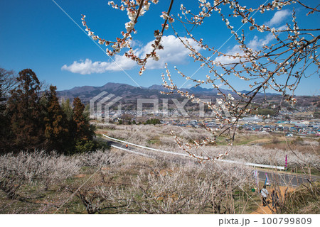 ぐんま三大梅林:榛名梅林 ぐんま三大梅林:榛名梅林 100799809