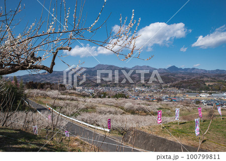 ぐんま三大梅林：榛名梅林 100799811