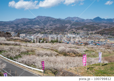 ぐんま三大梅林：榛名梅林 100799812