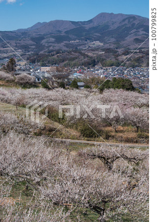 ぐんま三大梅林:榛名梅林 ぐんま三大梅林:榛名梅林 100799825