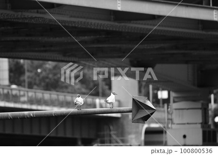 Closeup shot of two seagulls on a steel pole above the river Maas in Venlo, Netherlands 100800536