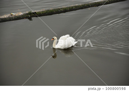 White swan in a pond on Koe Bogen in Duesseldorf, Germany 100800598