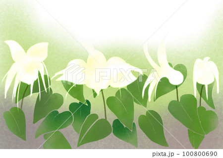 碇草（イカリソウ）の花カード1 100800690