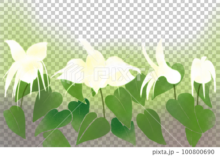 碇草（イカリソウ）の花カード1 100800690