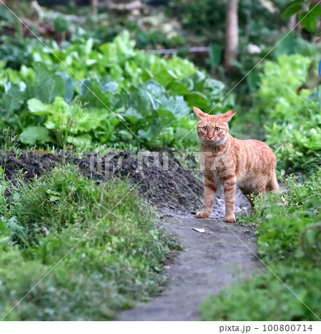 仔猫 子ネコ こねこ 100800714