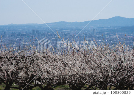 箕郷梅林から見た梅の花と群馬の街並み 100800829
