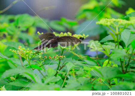 優雅に森を舞う黒いアゲハチョウの仲間クロアゲハ 100801021