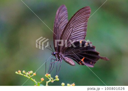 優雅に森を舞う黒いアゲハチョウの仲間クロアゲハ 100801026