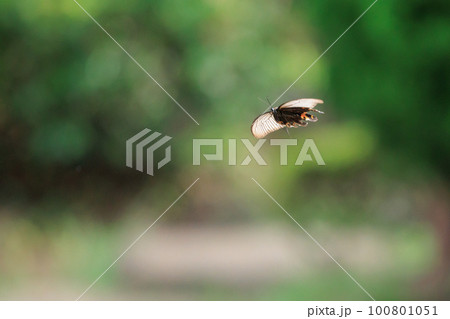 優雅に森を舞う黒いアゲハチョウの仲間クロアゲハ 優雅に森を舞う黒いアゲハチョウの仲間クロアゲハ 100801051