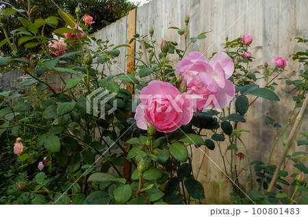 英国庭のバラ 100801483