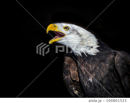 An angry north american bald eagle on black background. An angry north american bald eagle on black background. 100801525