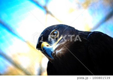 Steppe eagle - close-up portrait of this majestic bird of prey 100801539